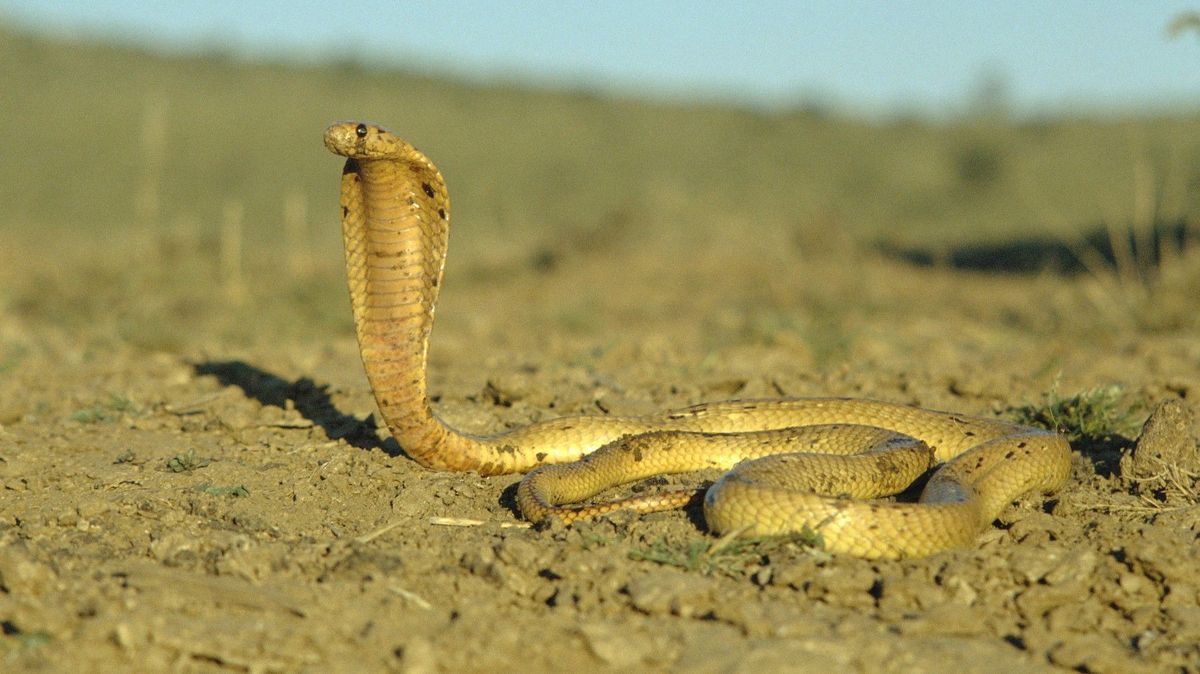 Na golfové hřiště v Kapském Městě se vplížila rozzuřená kobra